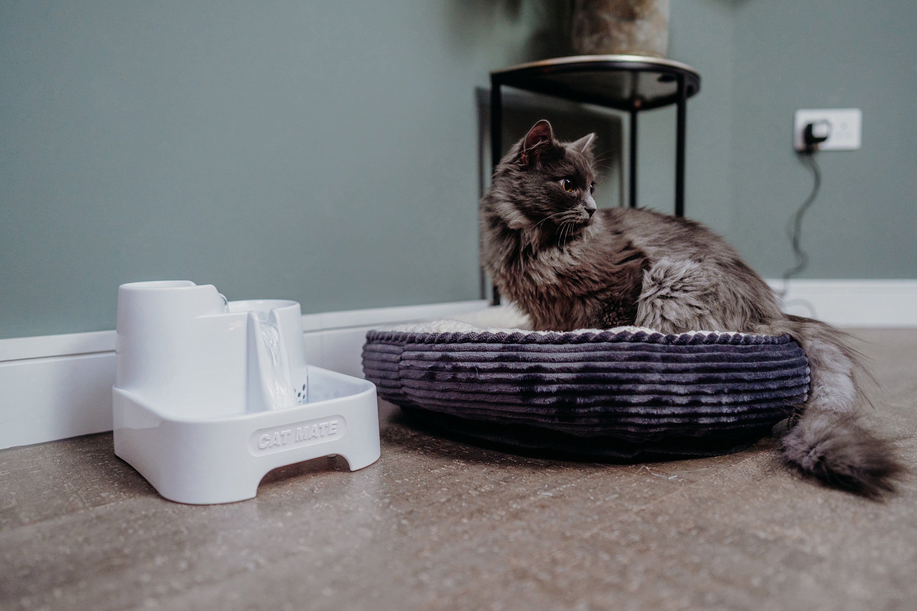 A long-haired grey cat lounges in a plush, dark-striped pet bed on a wooden floor. Next to the cat is a white 'CAT MATE' pet water fountain with water visibly flowing. The scene is set against a green wall with a white baseboard and a power socket in the background, creating a calm and cosy indoor environment.