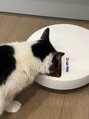 A black and white cats eats dry food out of a white and grey pet feeder on a light coloured wooden floor