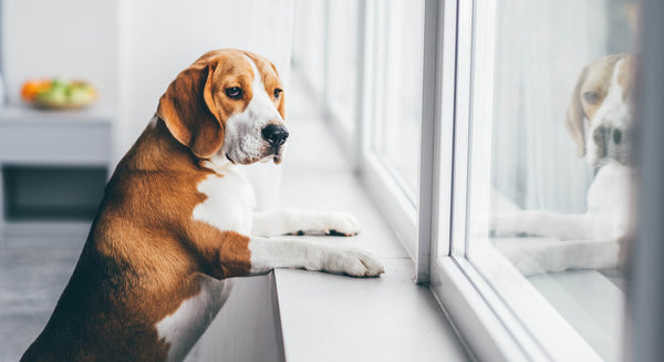 8 tips for preparing your pet for your return to the office