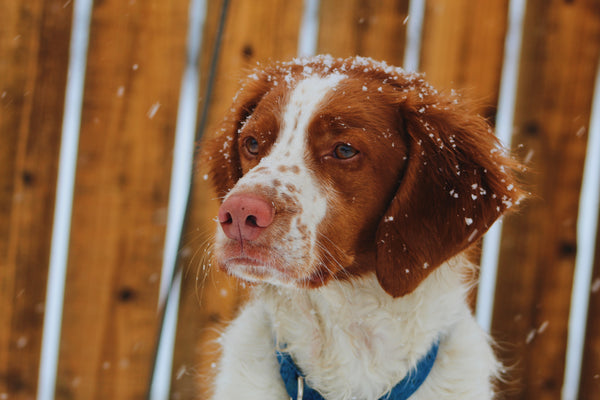 6 ways to stay safe and maximise fun on winter walkies