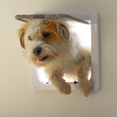 A lifestyle image of a scruffy tan and white terrier with it head and front paws protruding through the flap which is mounted in a light coloured wall 