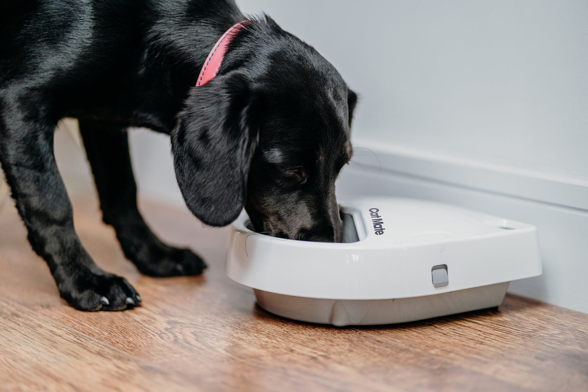 Collar activated dog feeder best sale