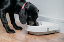 A black dog wearing a red collar is eating or drinking from a white automatic pet feeder placed on a wooden floor. The feeder has the brand name 'Cat Mate' printed on it