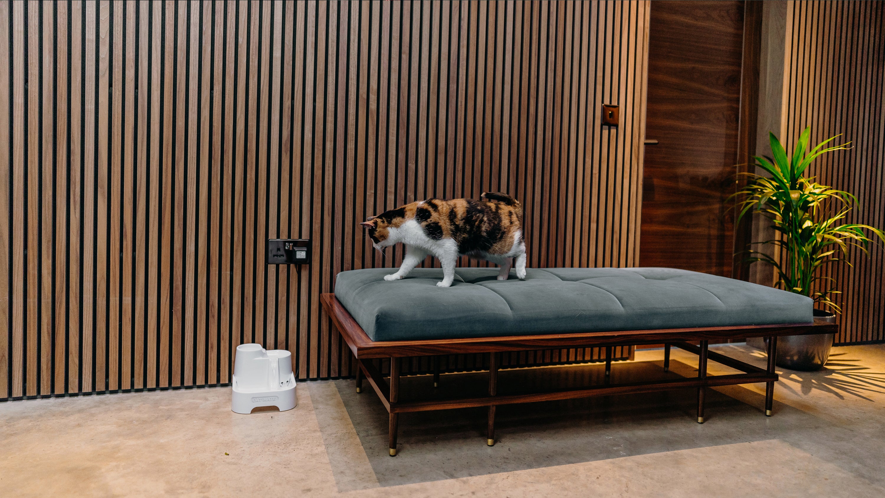 A modern indoor space with a calico cat walking across a stylish wooden bench with a thick, green cushion. To the left of the bench is a white 'CAT MATE' pet water fountain placed on the floor and plugged into a wall socket. The background features vertical wooden panelling and a potted plant, contributing to a warm and contemporary aesthetic.