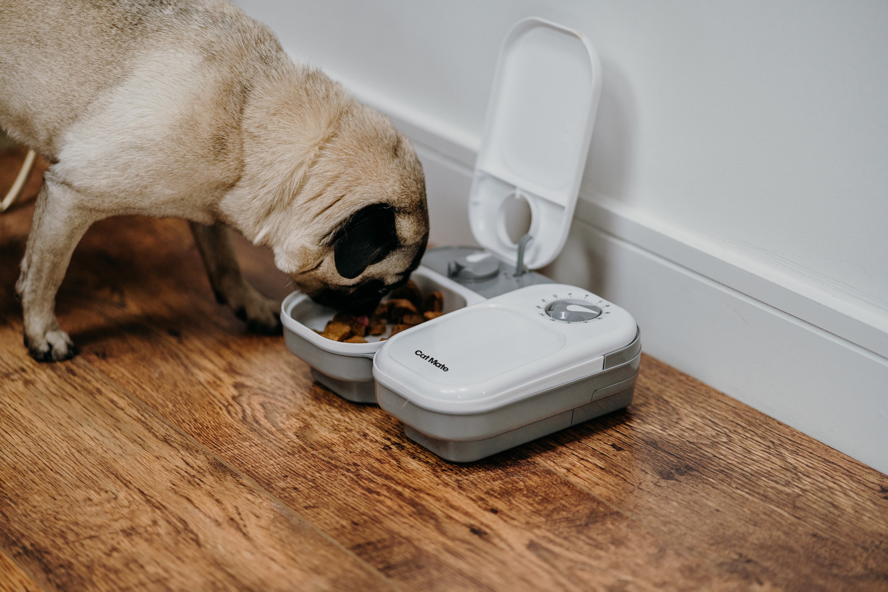 A small dog is eating from an automatic pet feeder placed on a wooden floor against a white wall. One of the feeder's two compartments is open and filled with food, while the other remains closed. The device is labelled 'Cat Mate' and has a dial timer on the closed lid.