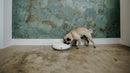 A fawn-coloured pug is eating or drinking from a white automatic pet feeder placed on a concrete floor in front of a green hexagonal-tile wall.