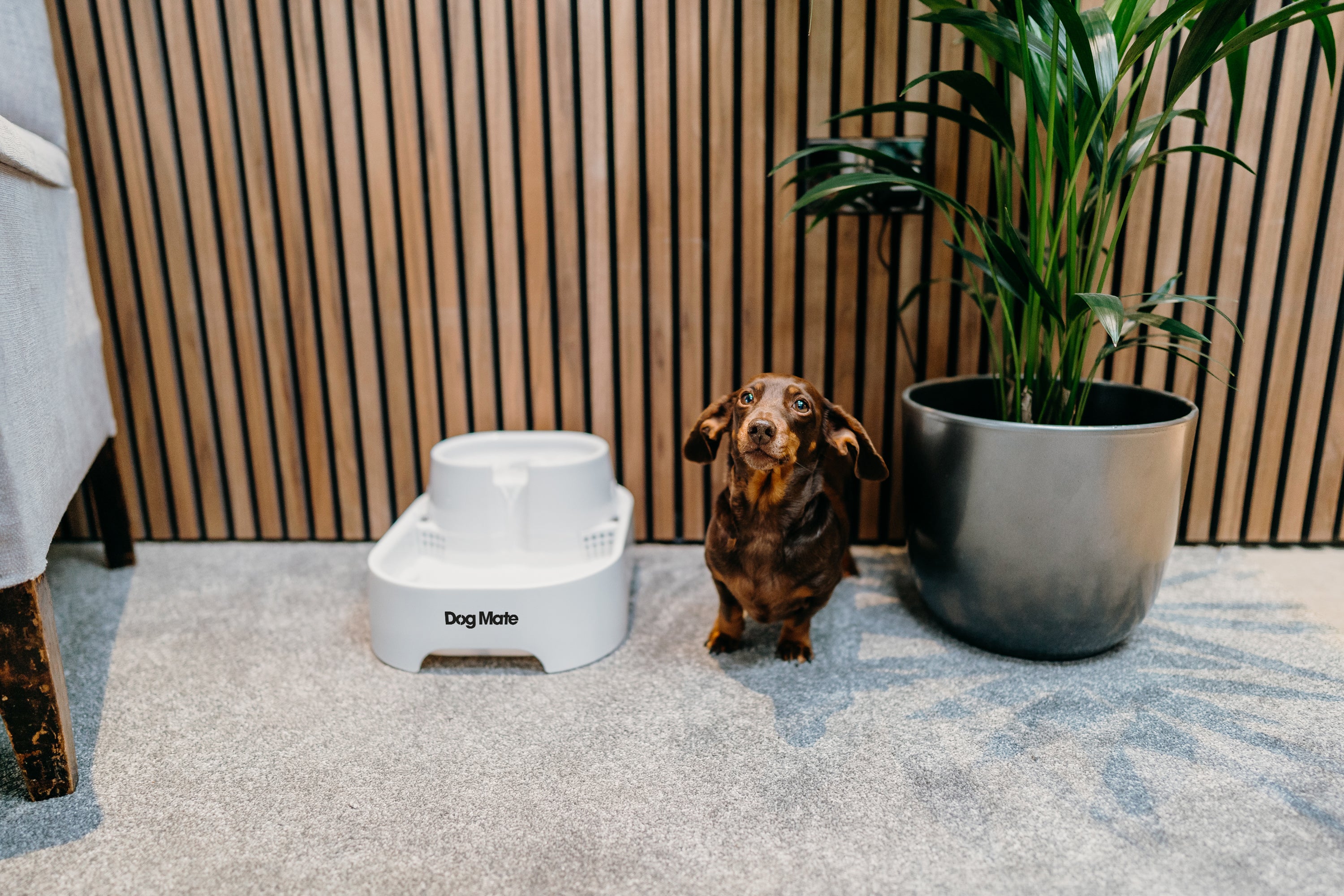A small brown dachshund dog sitting on a light grey carpeted floor between a white Dog Mate water fountain and a large potted green plant with wooden slat wall panelling in the background