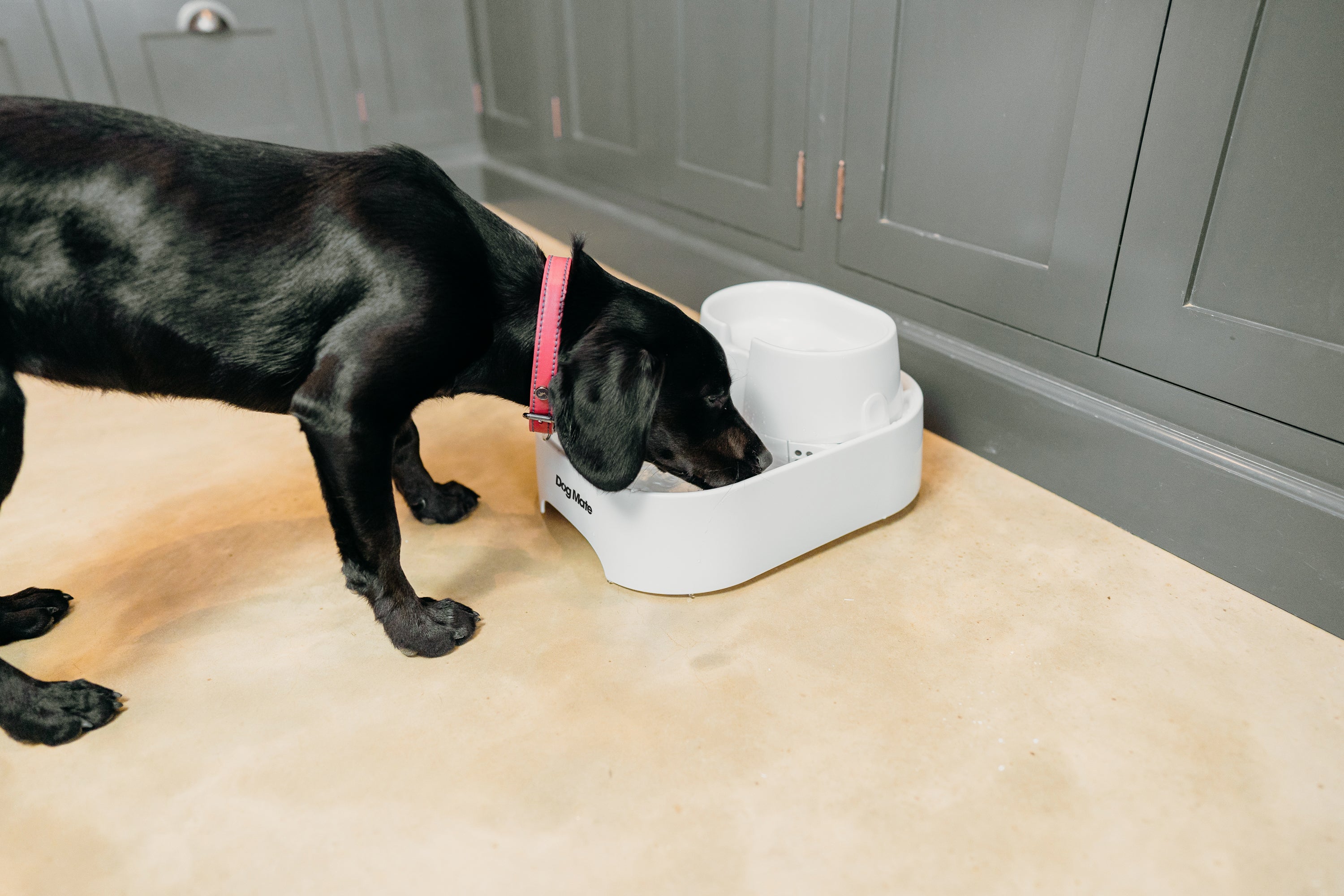 A black dog with a red collar drinking water from a white Dog Mate water fountain on a beige floor, with grey cabinets in the background.