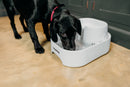A black dog with a red collar drinking water from a white Dog Mate water fountain on a beige floor, with grey cabinets in the background. The dog is looking slightly up towards the camera.