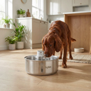 Dog drinking water from a stainless steel dog fountain in a kitchen.