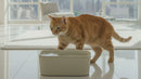 An 8-second video demonstrating a ginger shorthaired cat using the sage green automatic water fountain made by Cat Mate, with the cat leaning down to drink from the flowing water.