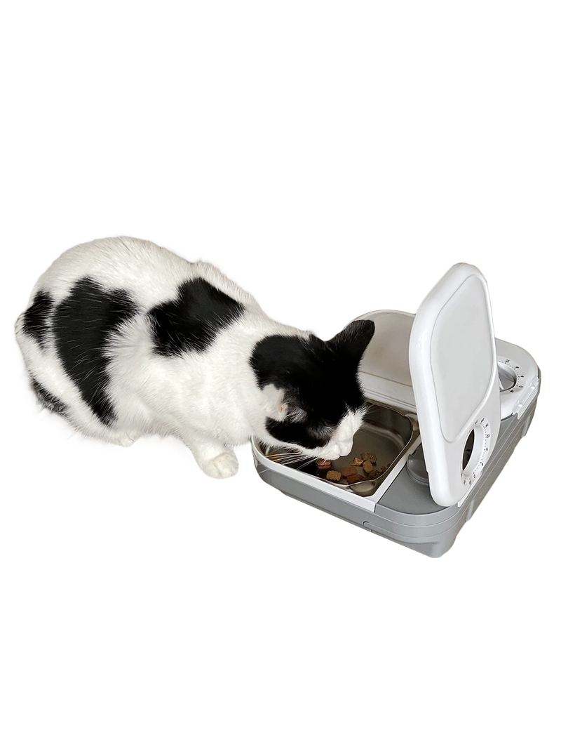 Cat food dispenser 2024 chip