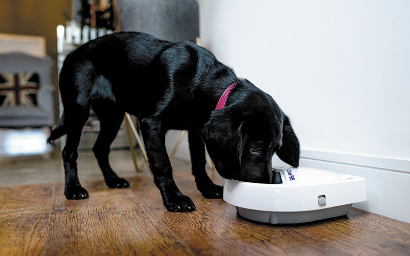 Comedero automático para mascotas de tres comidas con temporizador digital (C300)